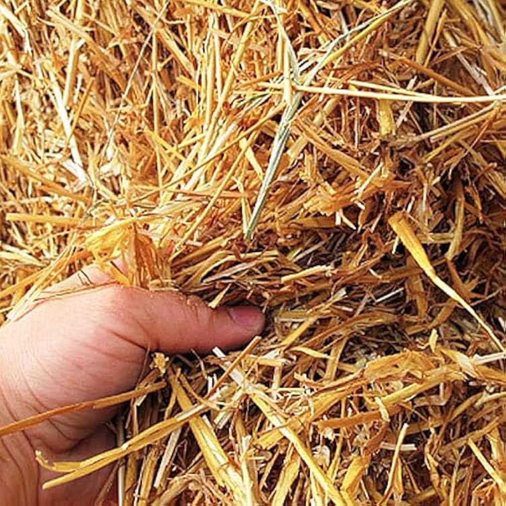 Green Fodder For 100 Gaumata In A Day